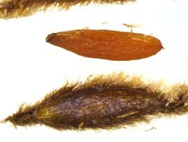  Fruit and seed:   Blandfordia grandiflora ; Photo by K.E. Clancy, USDA APHIS PPQ, imageID.idtools.org